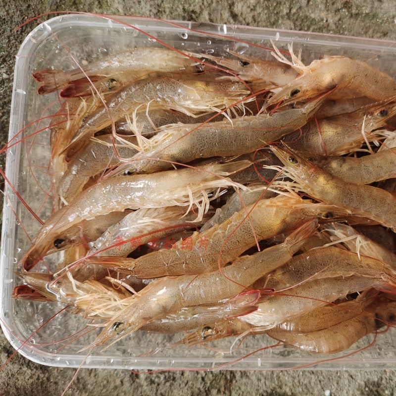 深海鲜味，一触即发——【争鲜海鲜】野生墨虾品鉴指南