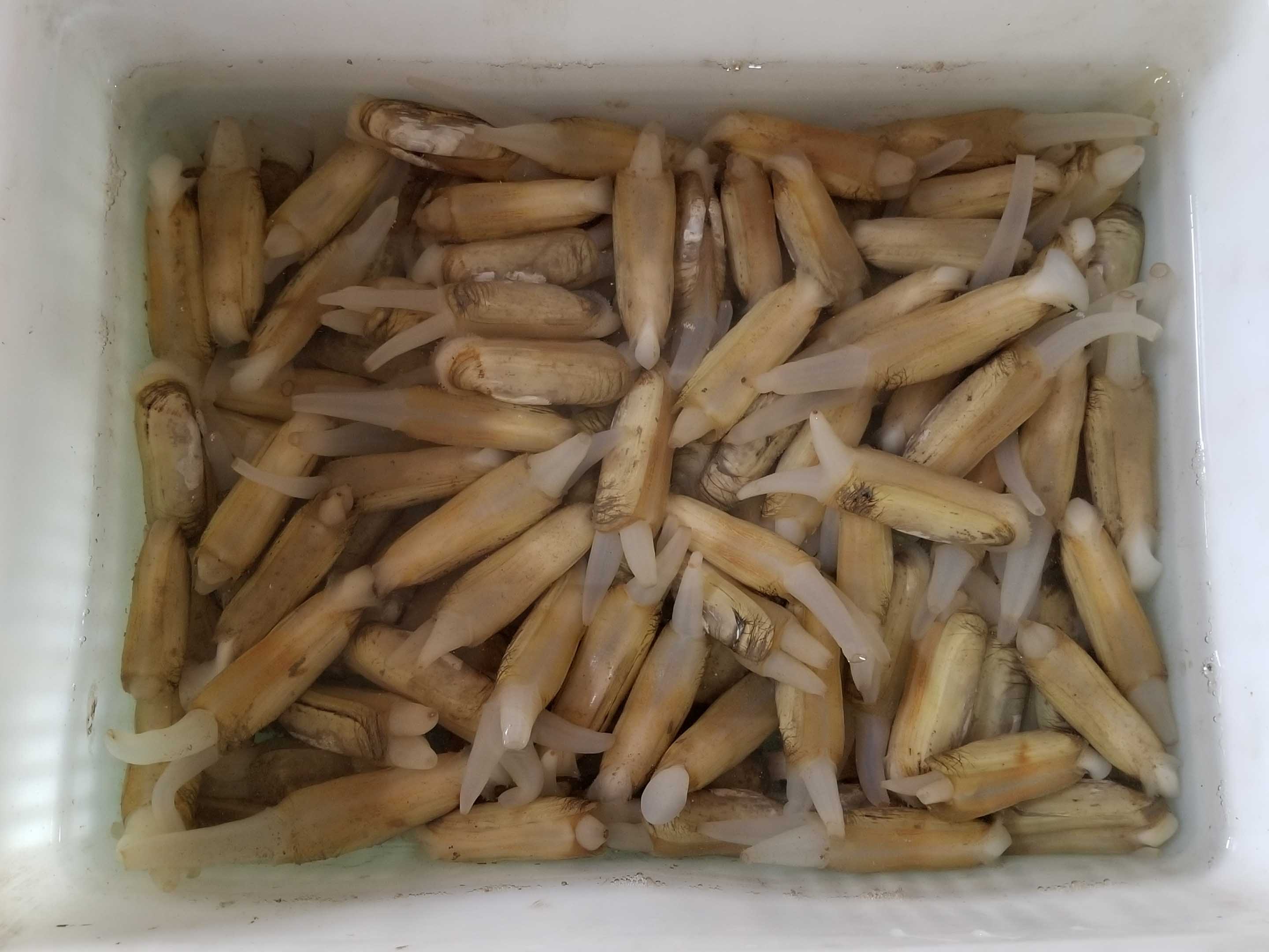 鲜活蛏子 从海涂到餐桌的斤两之美