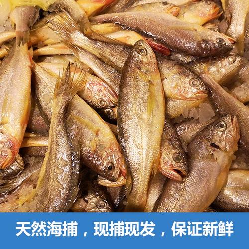 鲜活海产品 品味野生舟山小黄鱼的极致鲜美
