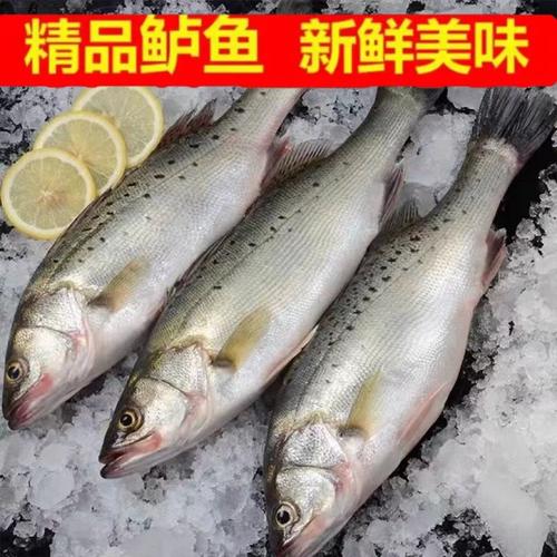 深海珍馐 鲜活海鲈鱼的味觉之旅