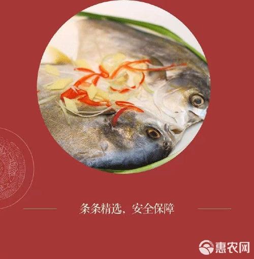 5条顺丰包邮海捕大金鲳鱼新鲜海鲜冷冻平鱼鲜活海捕海鱼批发